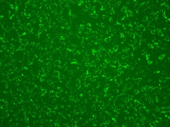 Prime siRNA & DNA