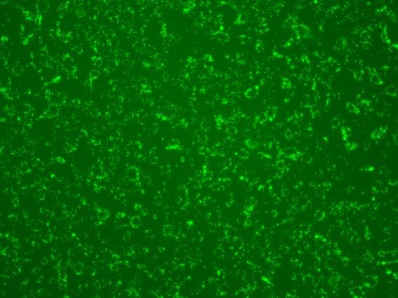 Prime siRNA & DNA